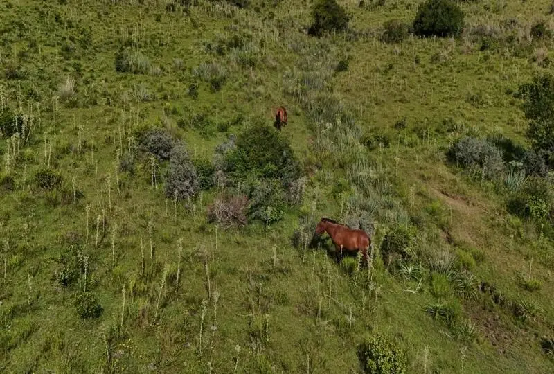 Caballos pastando en campo verde con vegetación natural, naturaleza y ruralidad, finca en venta, inversión en bienes raíces rurales, propiedades agrícolas en venta, Horus Real Estate Agency.